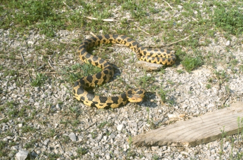 Download Pantherophis Gloydi Eastern Fox Snake Michigan Natural Features Inventory