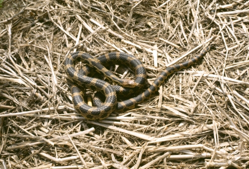 Download Pantherophis Gloydi Eastern Fox Snake Michigan Natural Features Inventory