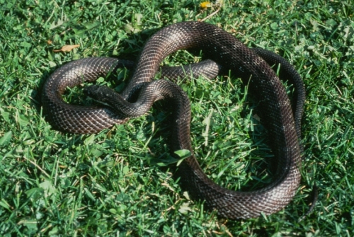 Pantherophis spiloides (Gray rat snake) - Michigan Natural Features  Inventory