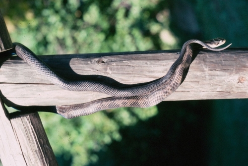 Pantherophis spiloides (Gray rat snake) - Michigan Natural