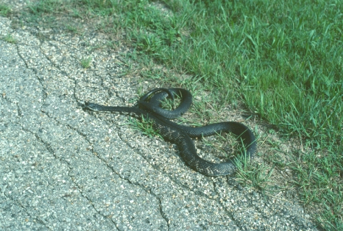 Gray (black) Ratsnake