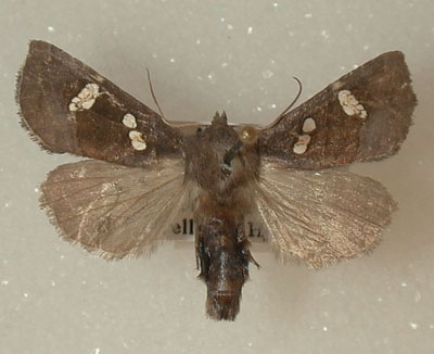 species photo