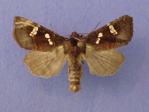 species photo