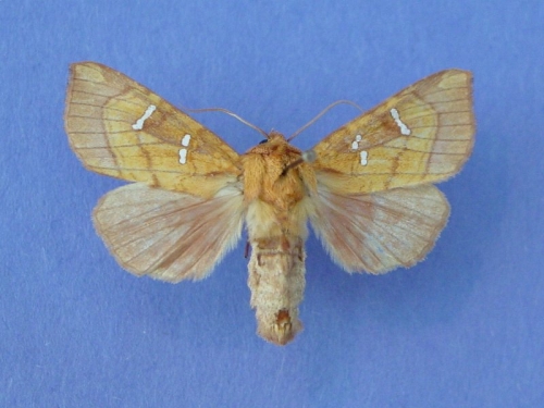 species photo