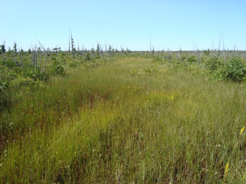 A photo of the Patterned Fen natural community type