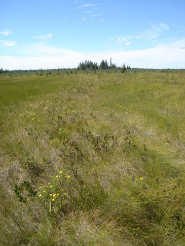 A photo of the Patterned Fen natural community type