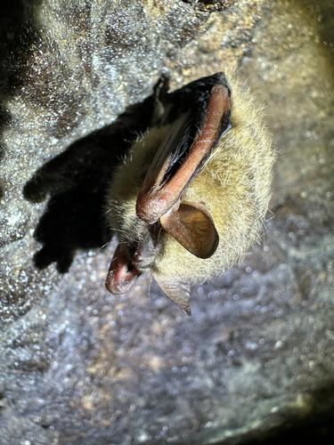 species photo
