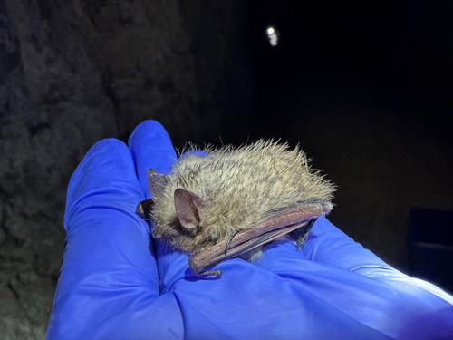 species photo