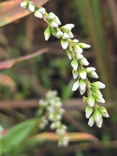 species photo