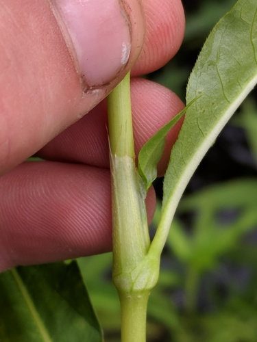 species photo