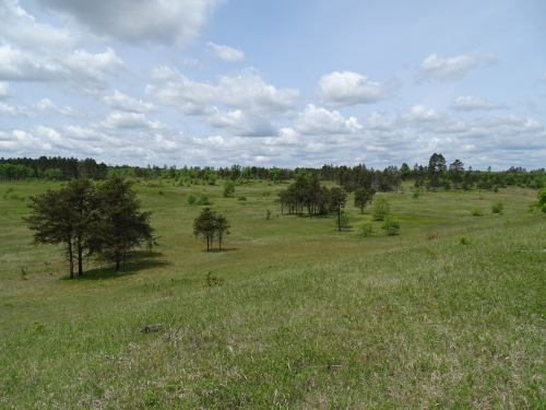 A photo of the Pine Barrens natural community type