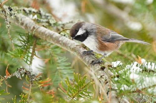 species photo