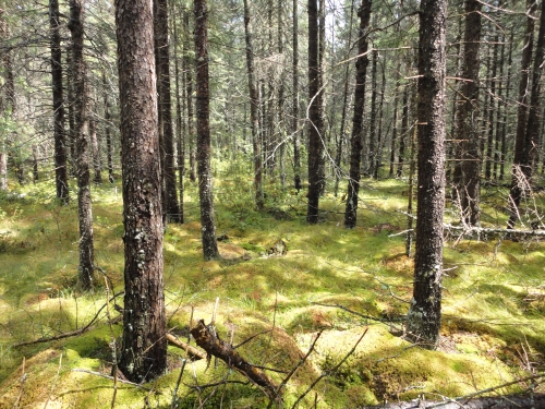 A photo of the Poor Conifer Swamp natural community type