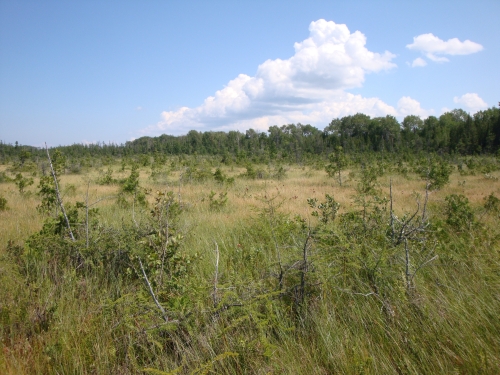 A photo of the Poor Fen natural community type