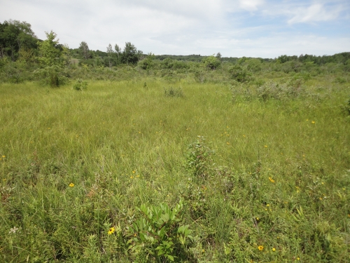 A photo of the Prairie Fen natural community type