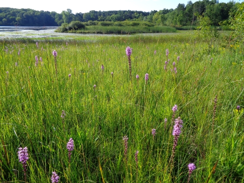 A photo of the Prairie Fen natural community type