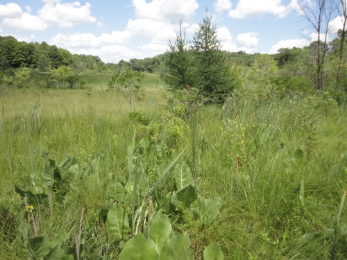 A photo of the Prairie Fen natural community type