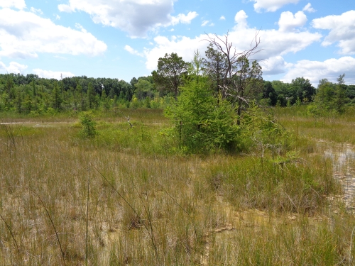 A photo of the Prairie Fen natural community type