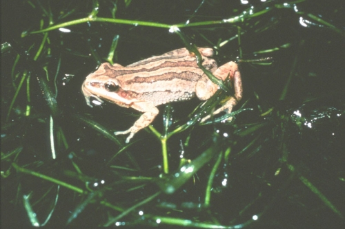 Appalachian mountain chorus frog - Wikipedia