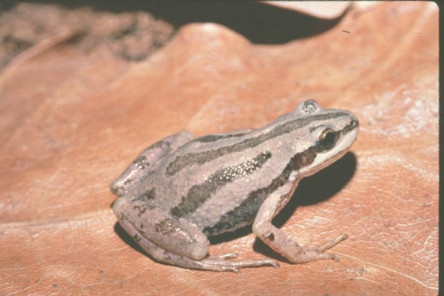 A Chorus of Frogs - Images