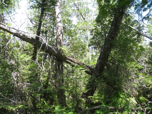 A photo of the Rich Conifer Swamp natural community type