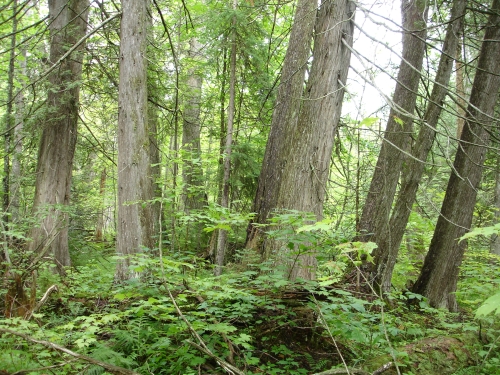 A photo of the Rich Conifer Swamp natural community type