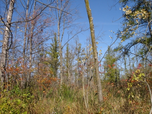 A photo of the Rich Tamarack Swamp natural community type