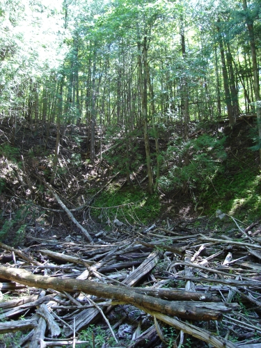 A photo of the Sinkhole natural community type