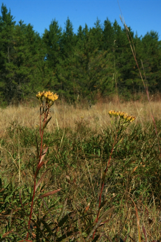 species photo