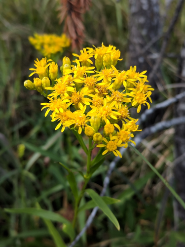 species photo