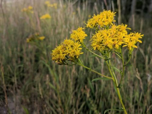 species photo