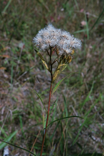 species photo