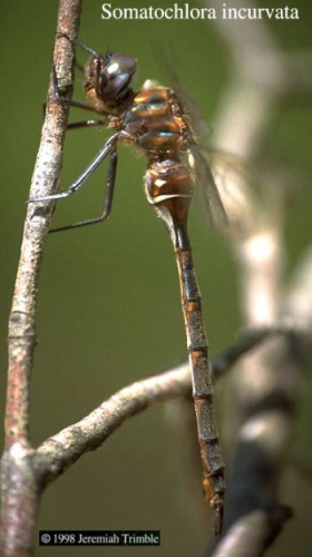 species photo