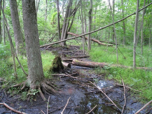 A photo of the Southern Hardwood Swamp natural community type
