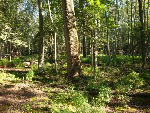 A photo of the Southern Hardwood Swamp natural community type
