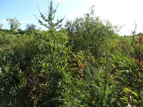 A photo of the Southern Shrub-carr natural community type