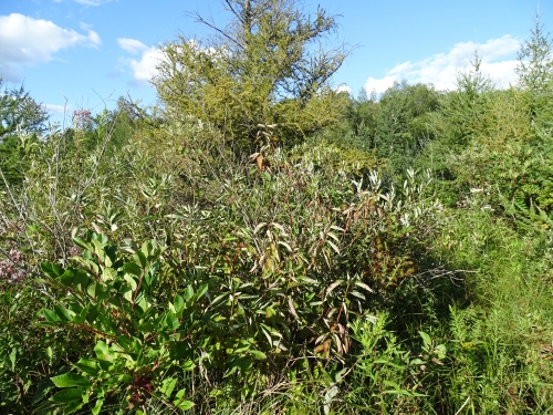 A photo of the Southern Shrub-carr natural community type