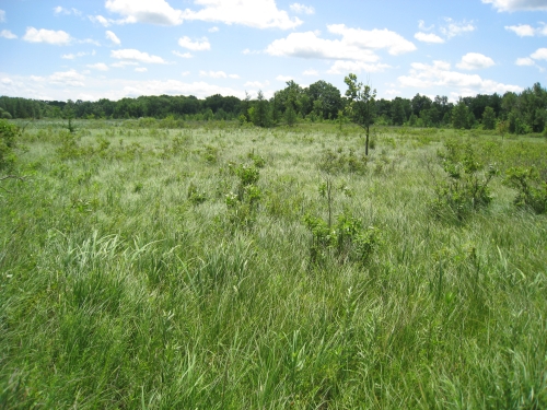 A photo of the Southern Wet Meadow natural community type