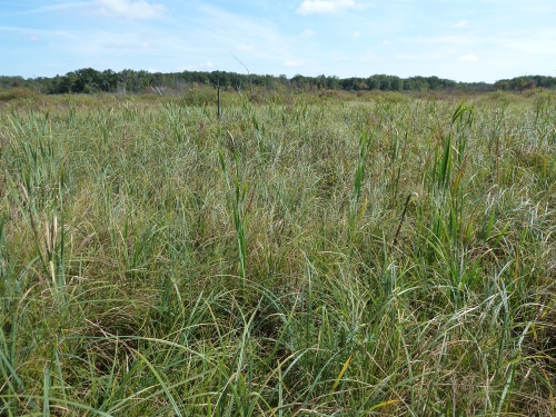 A photo of the Southern Wet Meadow natural community type