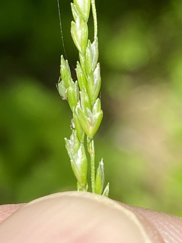 species photo