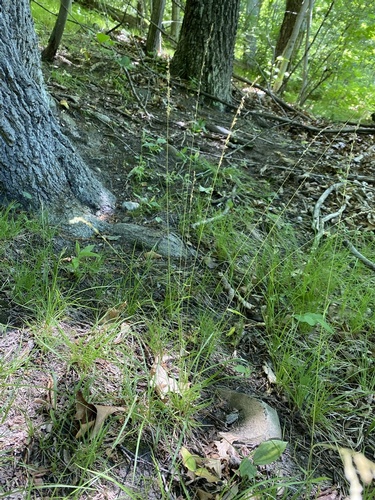 species photo