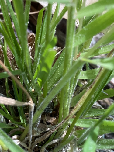 species photo