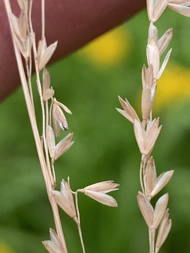 species photo