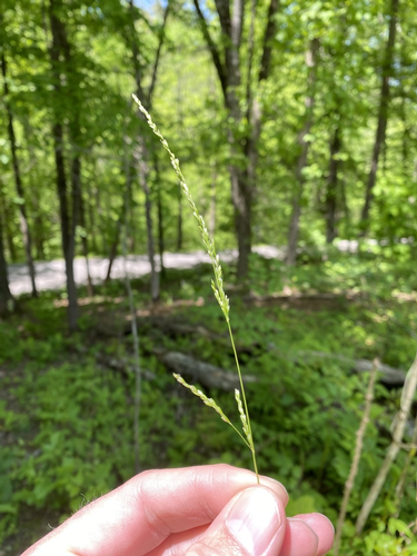 species photo