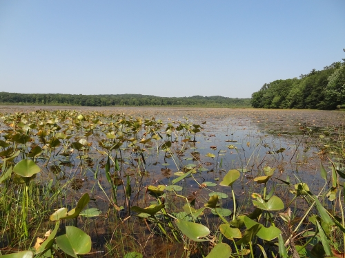 A photo of the Submergent Marsh natural community type