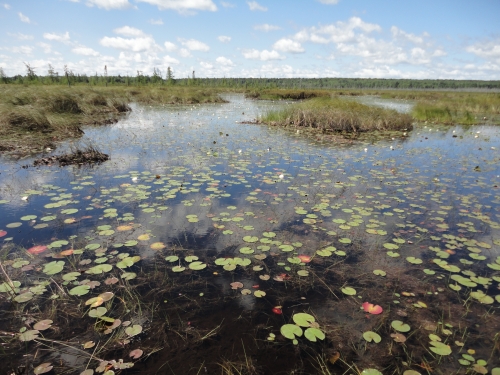 A photo of the Submergent Marsh natural community type