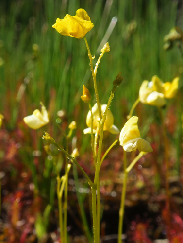 species photo