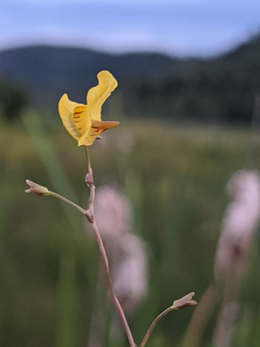species photo