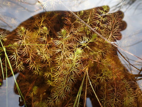 species photo