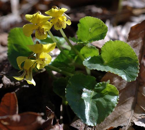 species photo